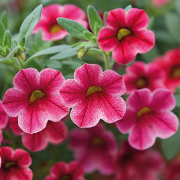 0800144 CALIBRACHOA hybrida Pikkupetunia F1 'Crave Strawberry Star'
