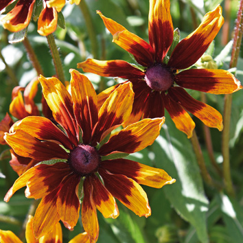 0800568 RUDBECKIA hirta var. Pulcherrima Siropäivänhattu, kesäpäivänhattu 'Herbstwald'