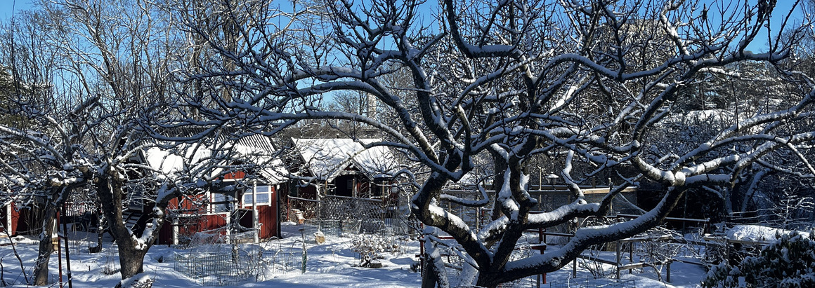 Koloniträdgårdstidningen