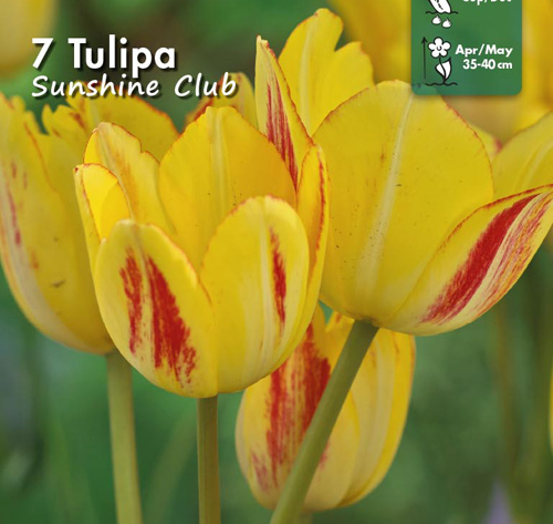 2100148 Tulipa gesneriana Tulppaani, 'Sunshine Club'