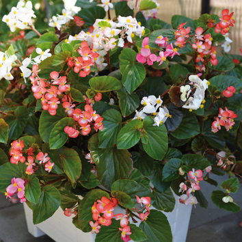0800027 BEGONIA x hybrida Begonia F1 'Baby Wing'