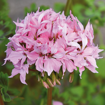 0100007 PELARGONIUM hortorum Pelargoni (tähtipelargoni) F1 'Quantum Light Pink'