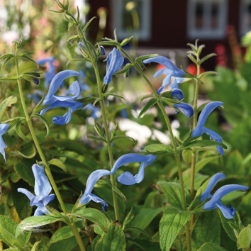 0800133 SALVIA patens Sinisalvia 'Cambridge Blue'