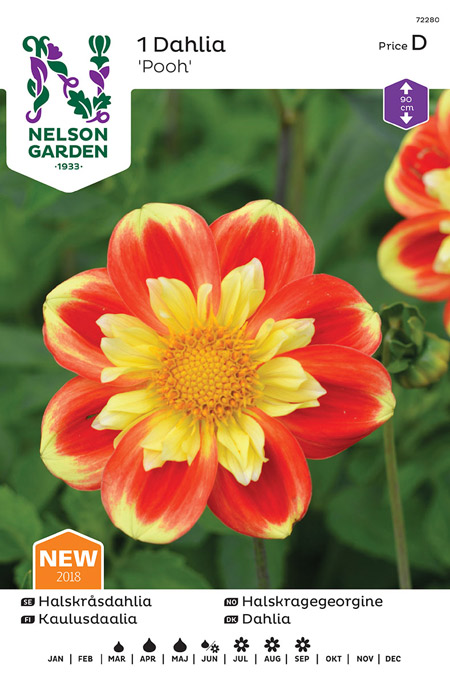 1100028 DAHLIA x pinnata Kaulusdaalia 'Pooh'