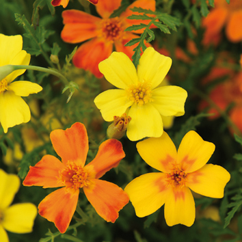 0800822 TAGETES tenuifolia Kääpiösamettikukka