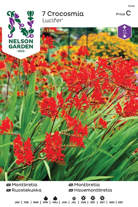 1100047 CROCOSMIA Ruostekukka 'Lucifer'