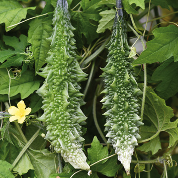 0910031 MOMORDICA charantia Karvaskurkku 'Naja'