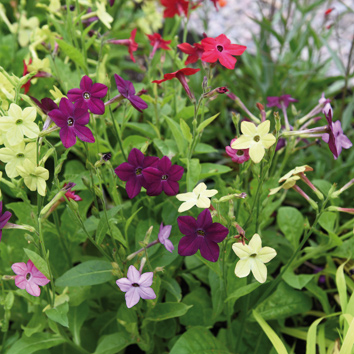 0800313 NICOTIANA x sanderae Koristetupakka F1 'Perfume'