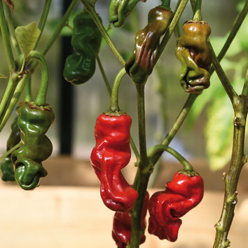 0999002 CAPSICUM annuum Chilipaprika 'Peter'