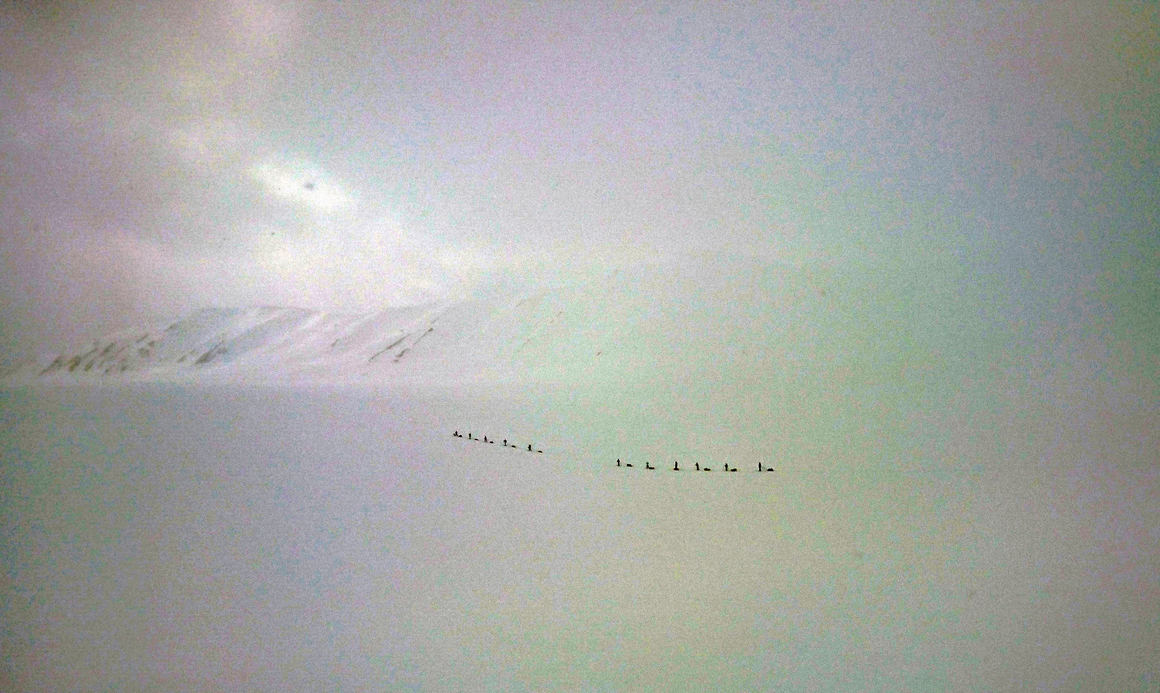 Eva la Cour: Svalbard