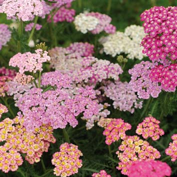0700458 Siankärsämö F2 'Flowerburst Lilac Shades'