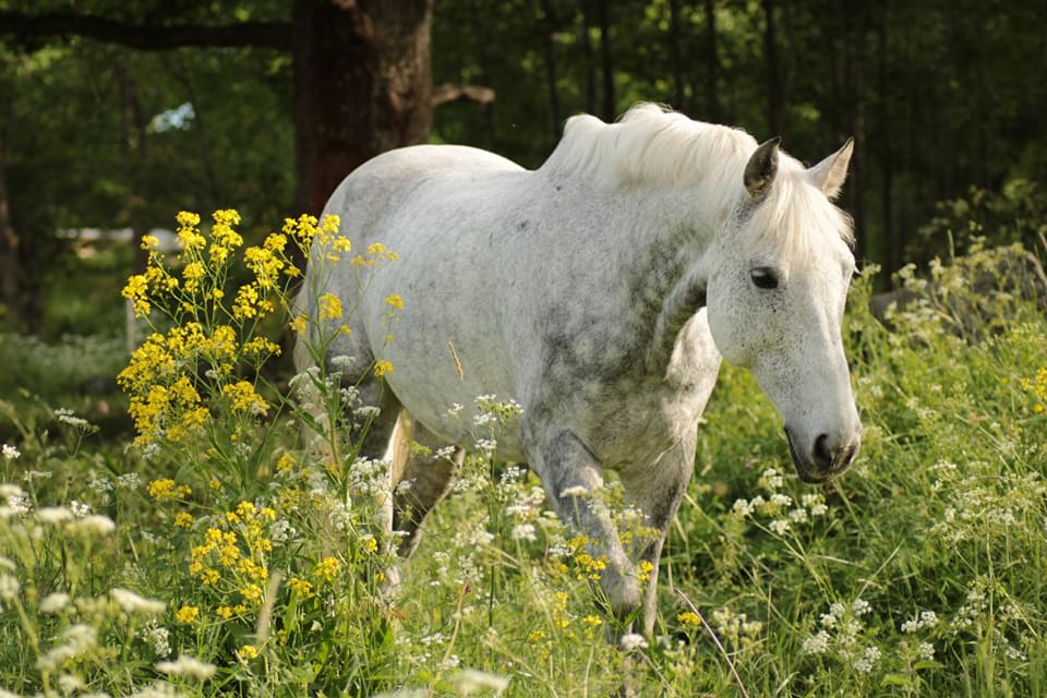 Sommarhage