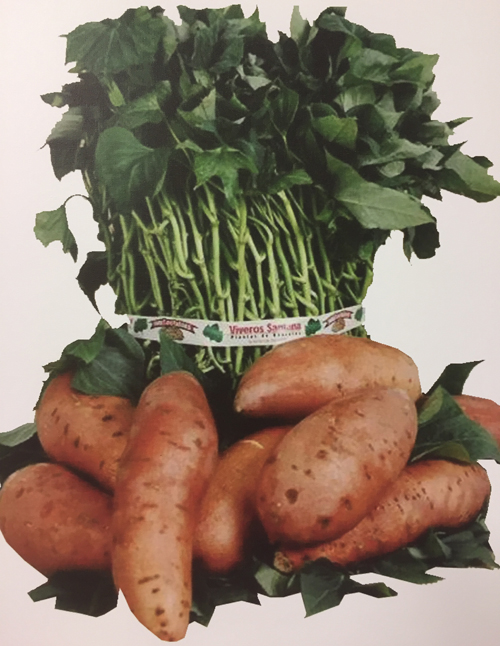 1500035 1500035 IPOMOEA batatas Bataatti 'Juvel'