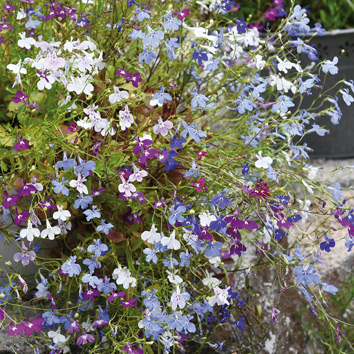 0800974 LOBELIA erinus pendula Hänglobelia 'Fountain'