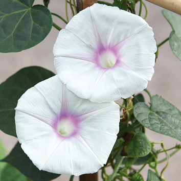 0800437 IPOMOEA purpurea Aitoelämänlanka 'Dolce Vita'