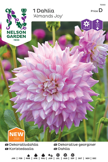 1100040 DAHLIA x pinnata Koristedaalia 'Almands Joy'