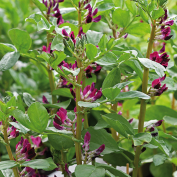 0901001 VICIA faba Härkäpapu 'Crimson Flowered'