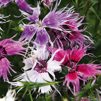 0700431 DIANTHUS superbus Pulskaneilikka 'Spooky'