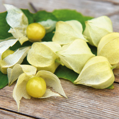 0907067 PHYSALIS grisea Mansikkakoiso 'Preciosa'